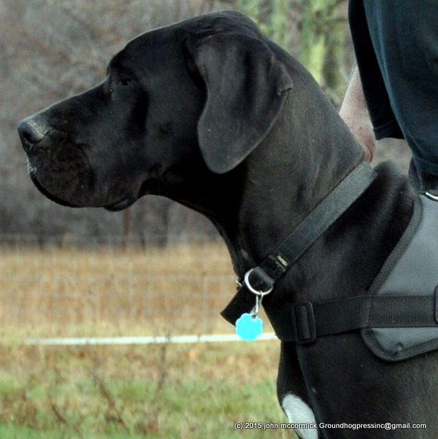 How to fold your Great Dane for travel