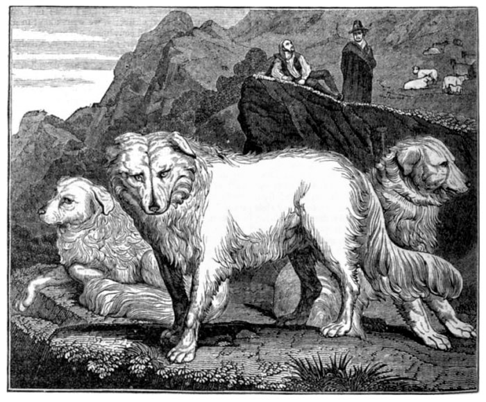 Abruzzenhund – the huge placid Italian mastiff