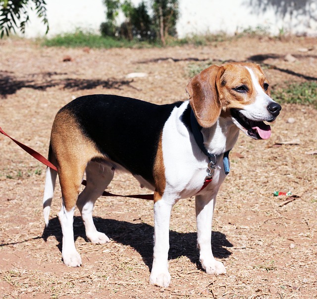 Everybody Loves A Beagle or Two