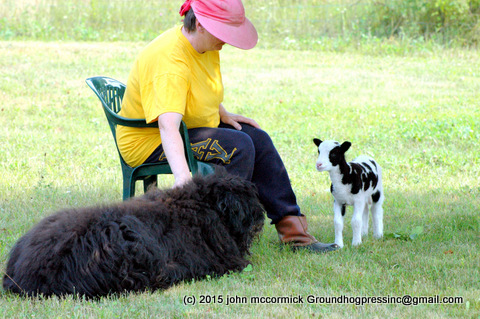 Dogs Created Civilization – Just One Chapter in Canine Science Book