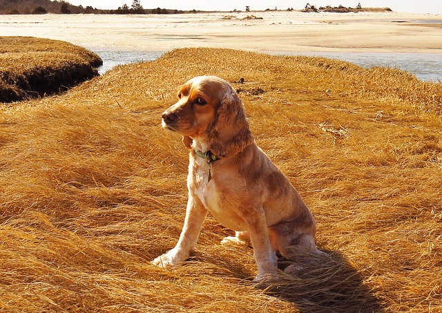cocker-spaniel-american