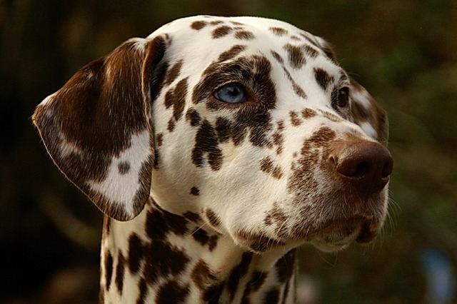 liver dalmatian