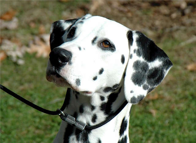 Dalmatians and George Washington