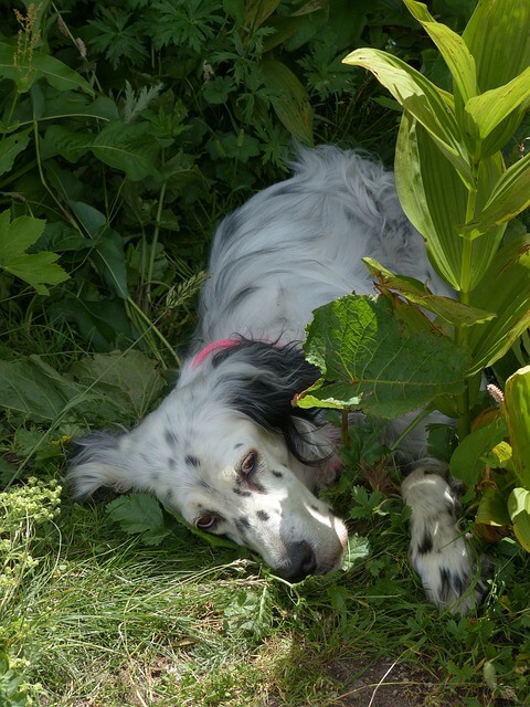 English Setters Bird Dogs? You Won’t Believe What Else