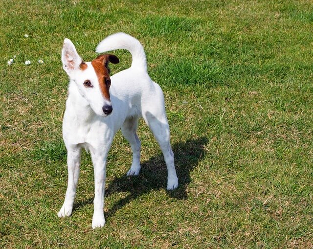 The Fox Terrier That Walks On Water