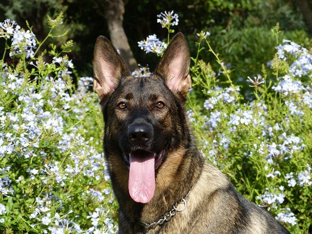 german-shepherd-2
