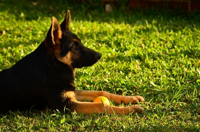 german-shepherd-3