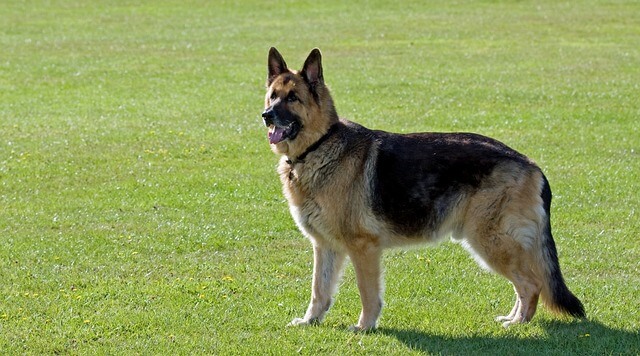 German Shepherd Home Alone Checks Everything Thrice
