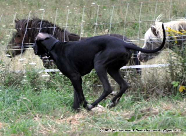 Great Danes and Miniature Horses