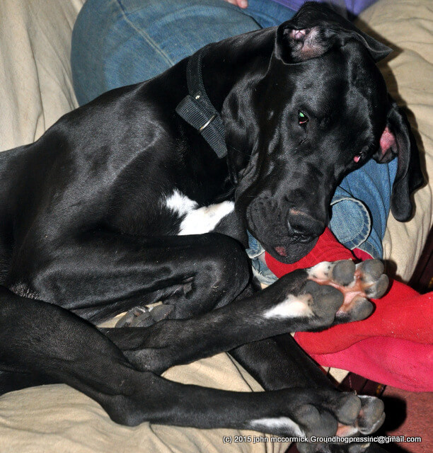 folded great dane