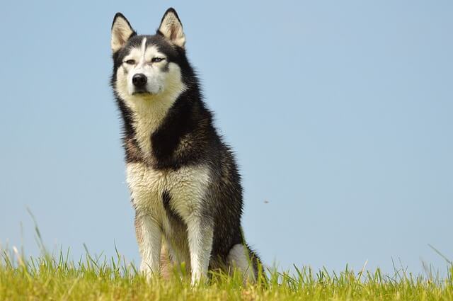 Husky Loves Baby and Baby Loves Husky