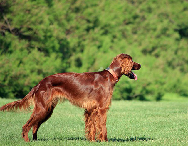 Irish Setter: Long Legs and High Style