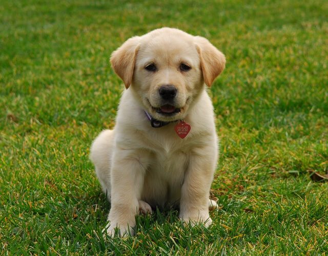 Labradors – Cute As A Button