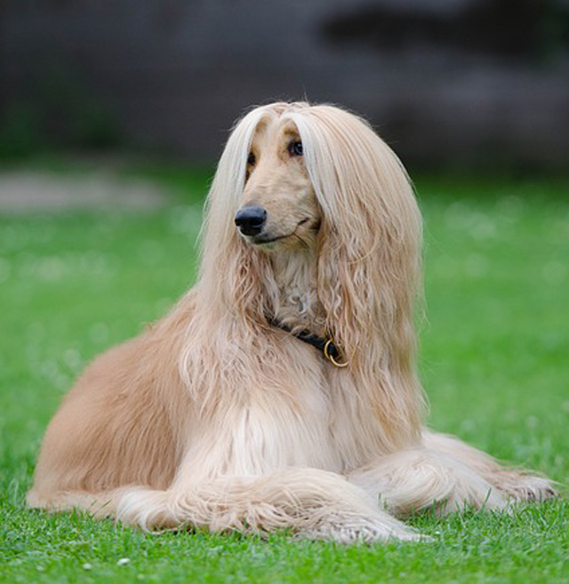 Was The First Puppy Clone a Fake?