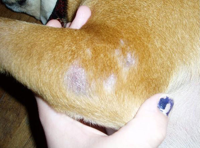Your Mangy Mutt – And The Best Treatment For It