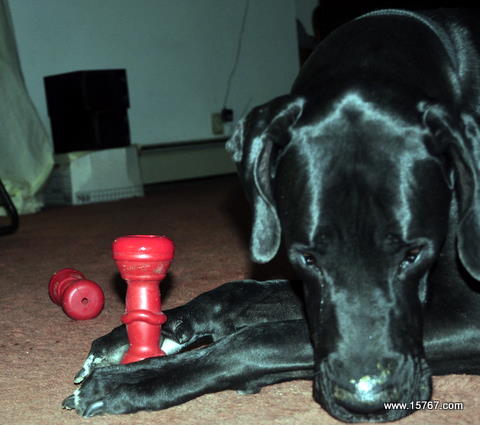 Do the Pearly Gates Have a Doggie Door?  Popes weigh in on Puppy souls