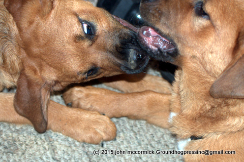 Why Do Dogs Steal? Will We Ever Know?