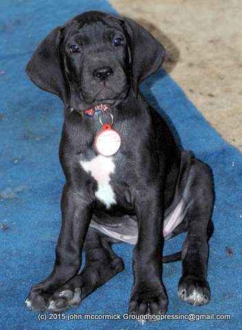 Is That TRUE Love Your Dog Is Showing? How Do You Know For Sure?