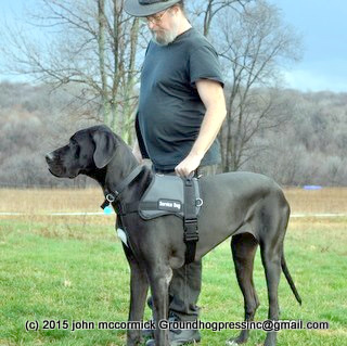Is Your Dog Smarter than Your Next Door Neighbor? How About Your Brother-in-Law?