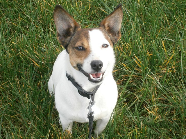 Jack Russell: The Little Hunter