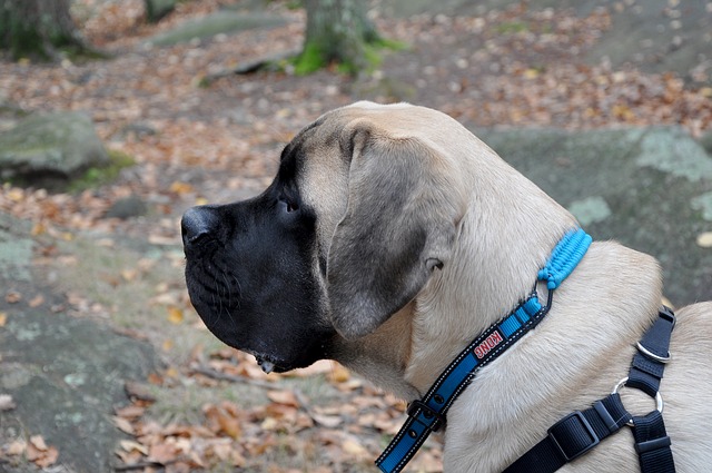 English Mastiff, a big, solid dog