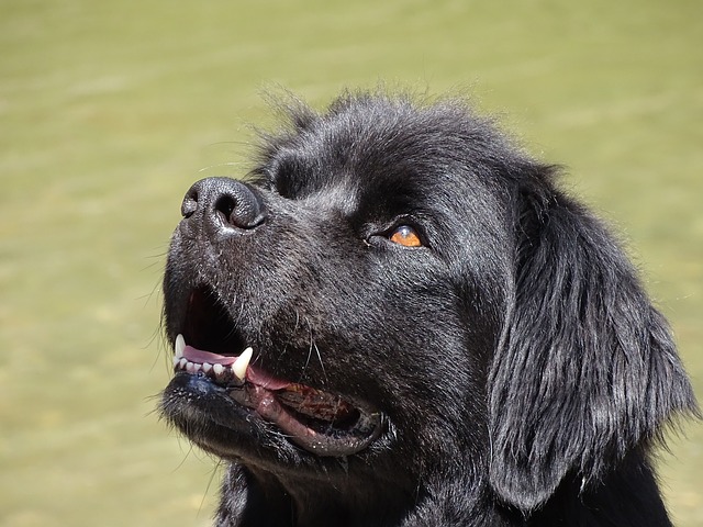 Newfoundland, The Dog With Webbed Feet