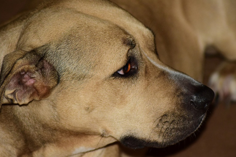 Pit Bull Saves Woman’s Face – IN STOMACH