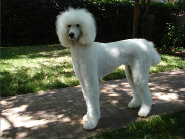 Poodle – Emma The Supermodel Loves To Dress Up