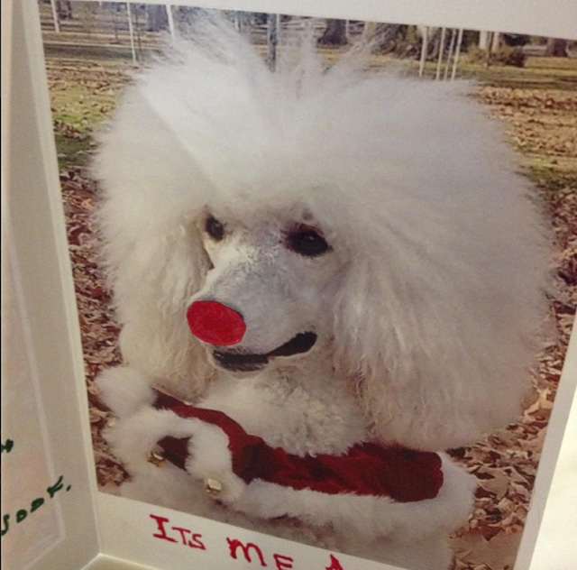 Emma the red nosed poodle