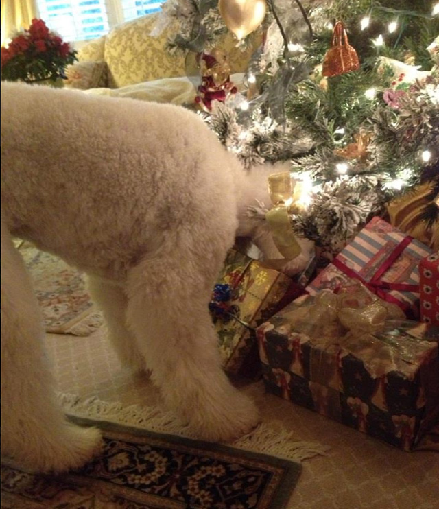 Standard Poodle looking for her Christmas presents