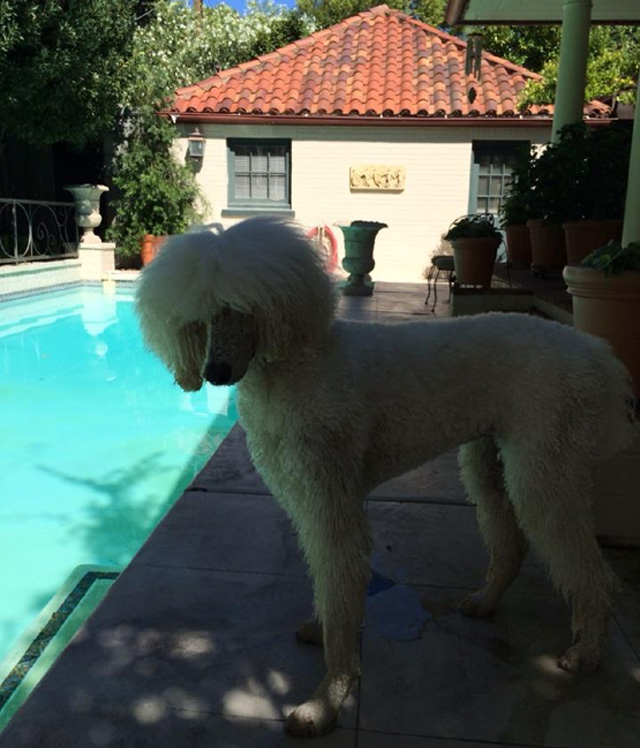 pool poodle