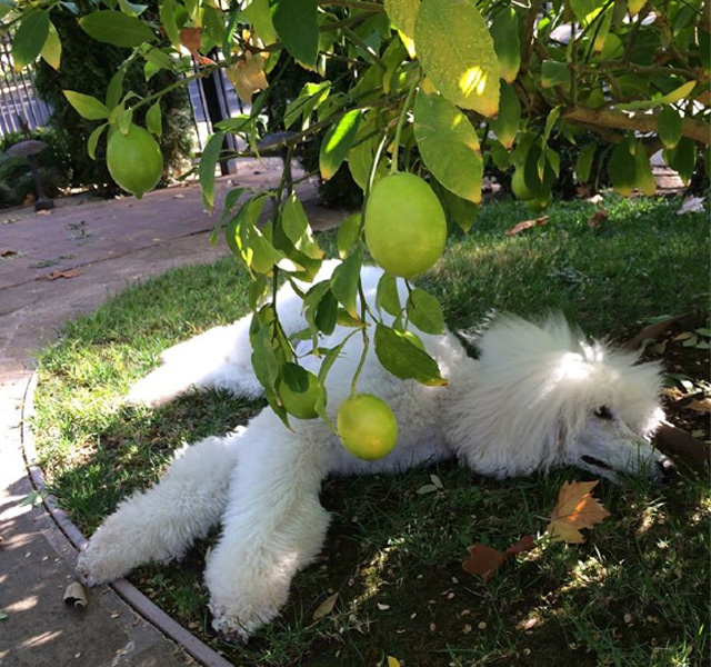 Cooling down on the lawn