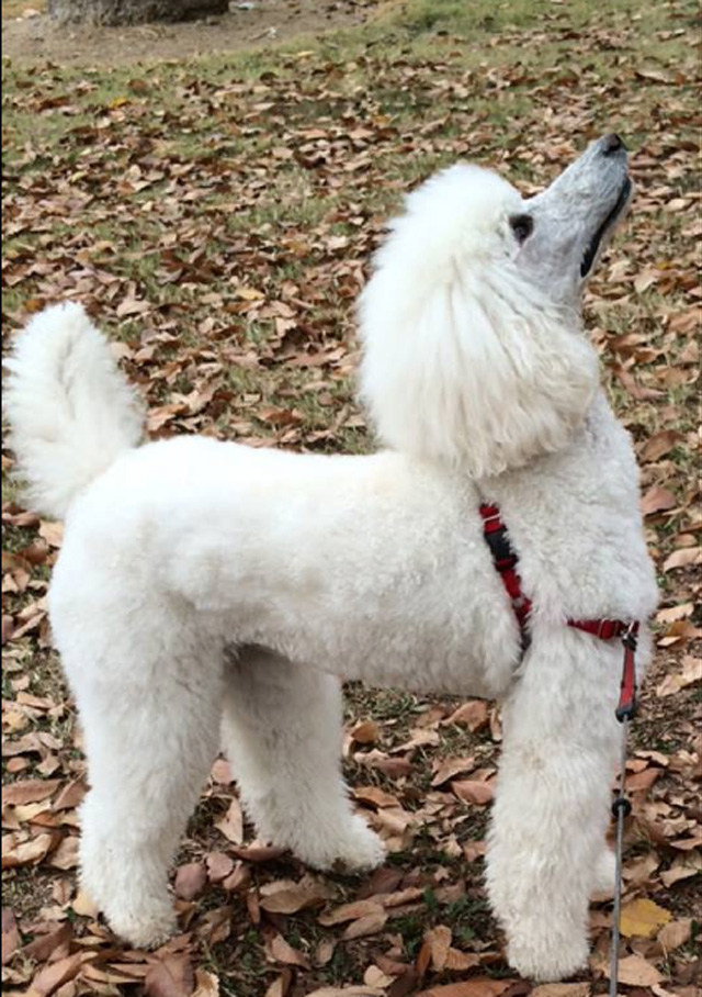 Poodle watching squirrels in the tree