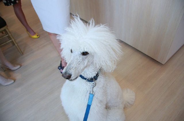 Cool Poodle with girls in the kitchen