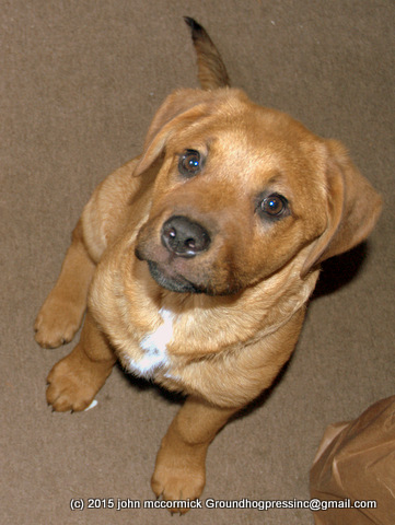 Puppies star in new children’s book by famous author