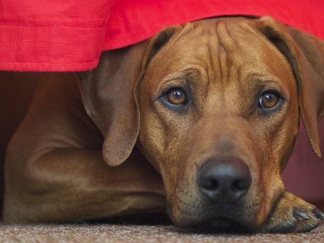 Rhodesian Ridgeback, The Red Hunting Hound