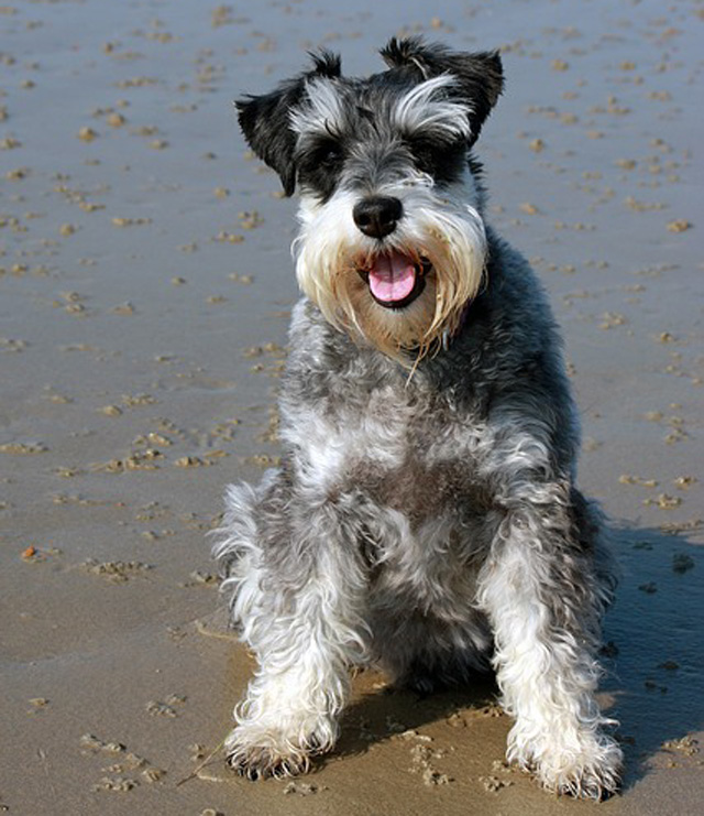 Schnauzer Love – The Dog With a Human Brain