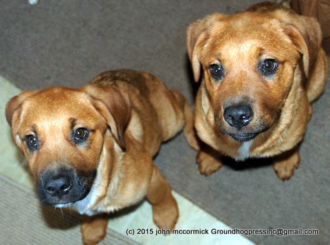 Scientists Go AGAPE for Puppies Too! (like real people)