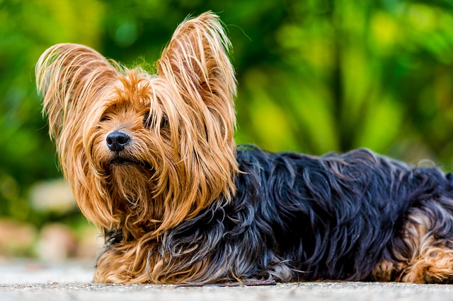 Yorkshire Terriers – The Beasts And The Beauty