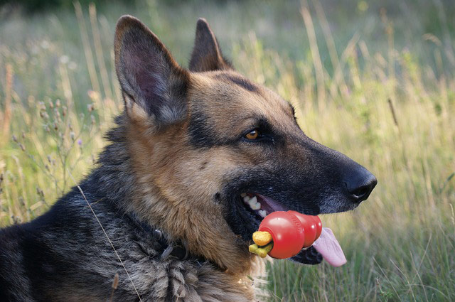 chewing-a-kong