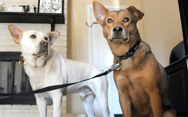 Can Dogs Fall In Love? This Story Proves It