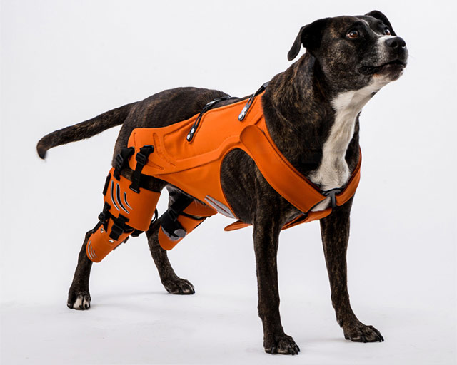 dog with harness for hip dysplasia