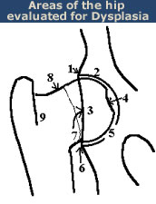 OFA Certification For Hip Dysplasia – Scientifically Meaningless?