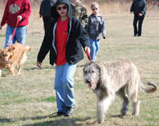 photo of Irish Wolfhound pup at 9 months.