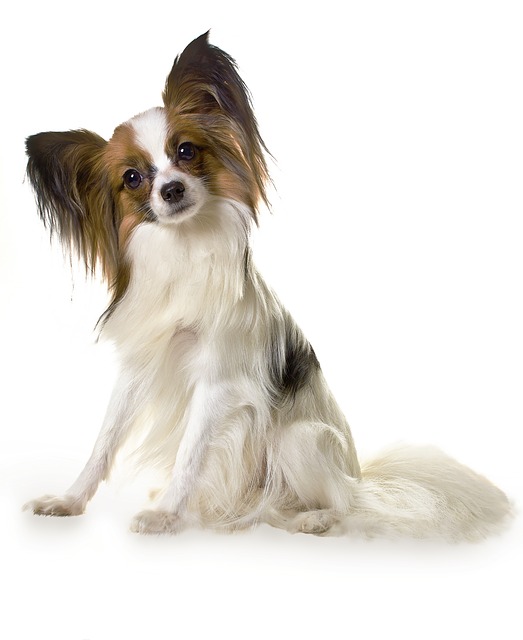 Hip Dysplasia – Small Breeds Also at Risk
