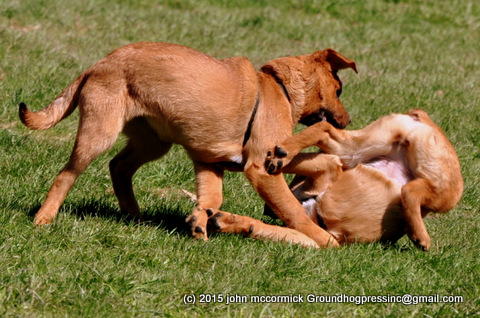Saint Weiler puppies kickboxing