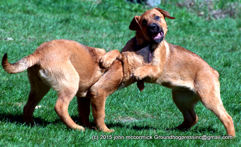 Puppy Play is Important, Even Critical