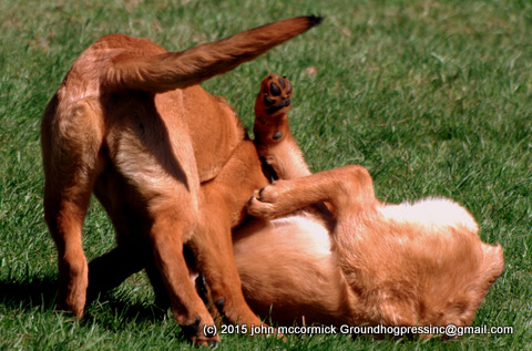 Saint Weiler puppies practicing judo