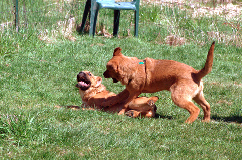 Saint Weiler Puppies play rough, show teeth