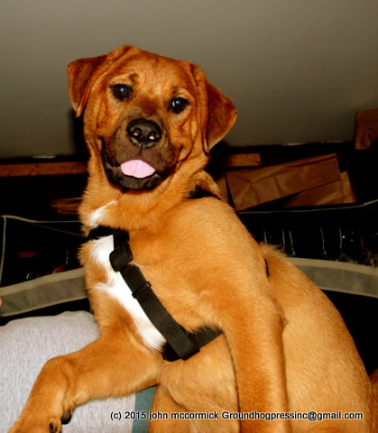 Saint Weiler puppy looking cute.